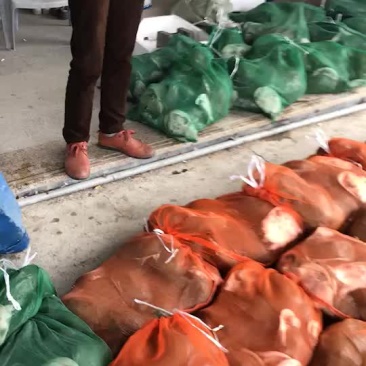 大量批发商品甲鱼