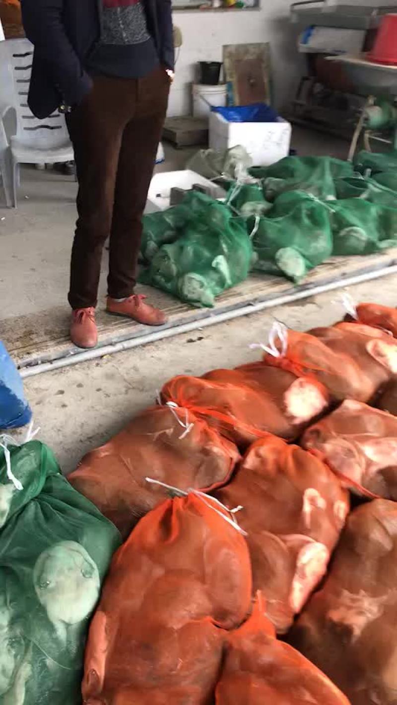 大量批发商品甲鱼