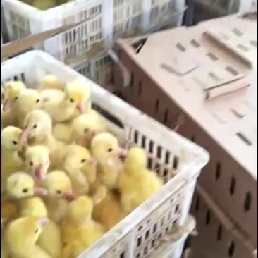 鹅苗