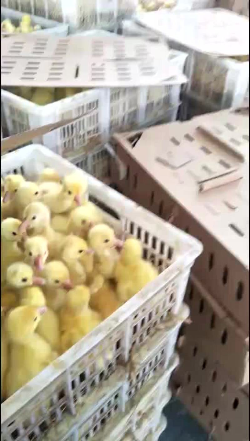 鹅苗