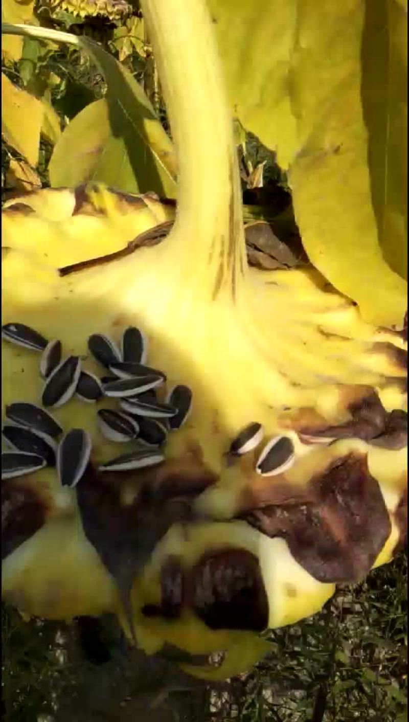 葵花