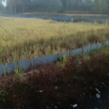 无公害水稻，大米