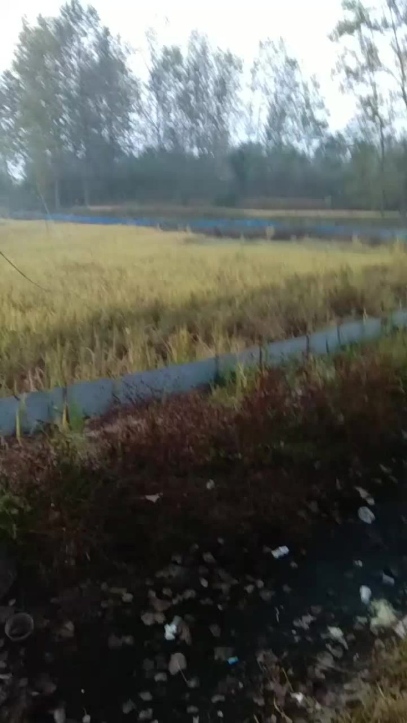 无公害水稻，大米