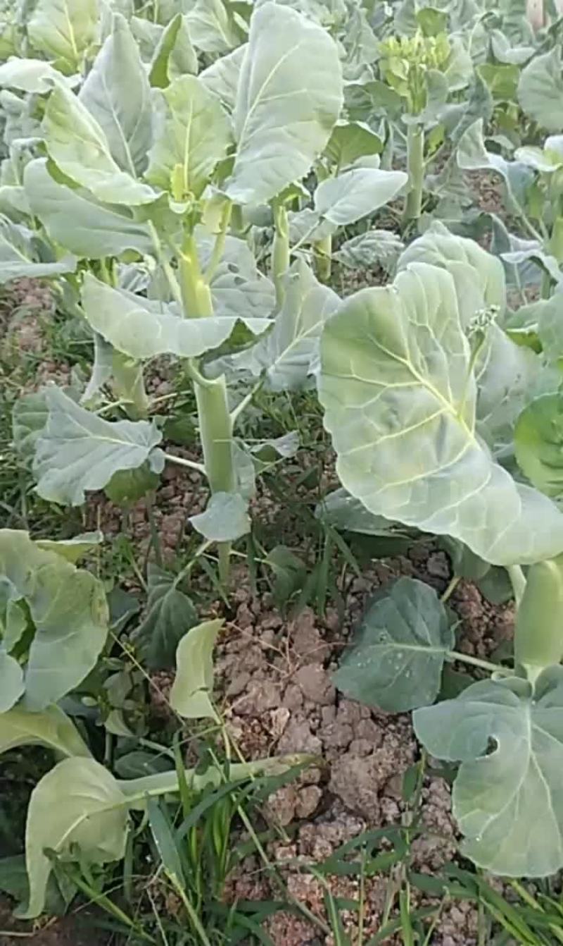 蘑菇大芥兰