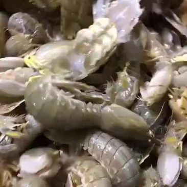 皮皮虾