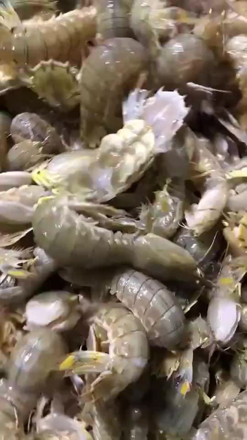 皮皮虾