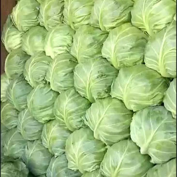 甘蓝精品