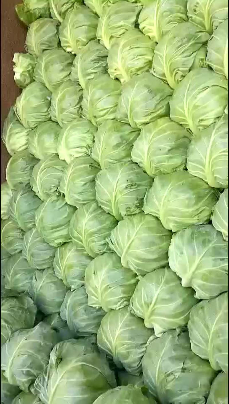 甘蓝精品