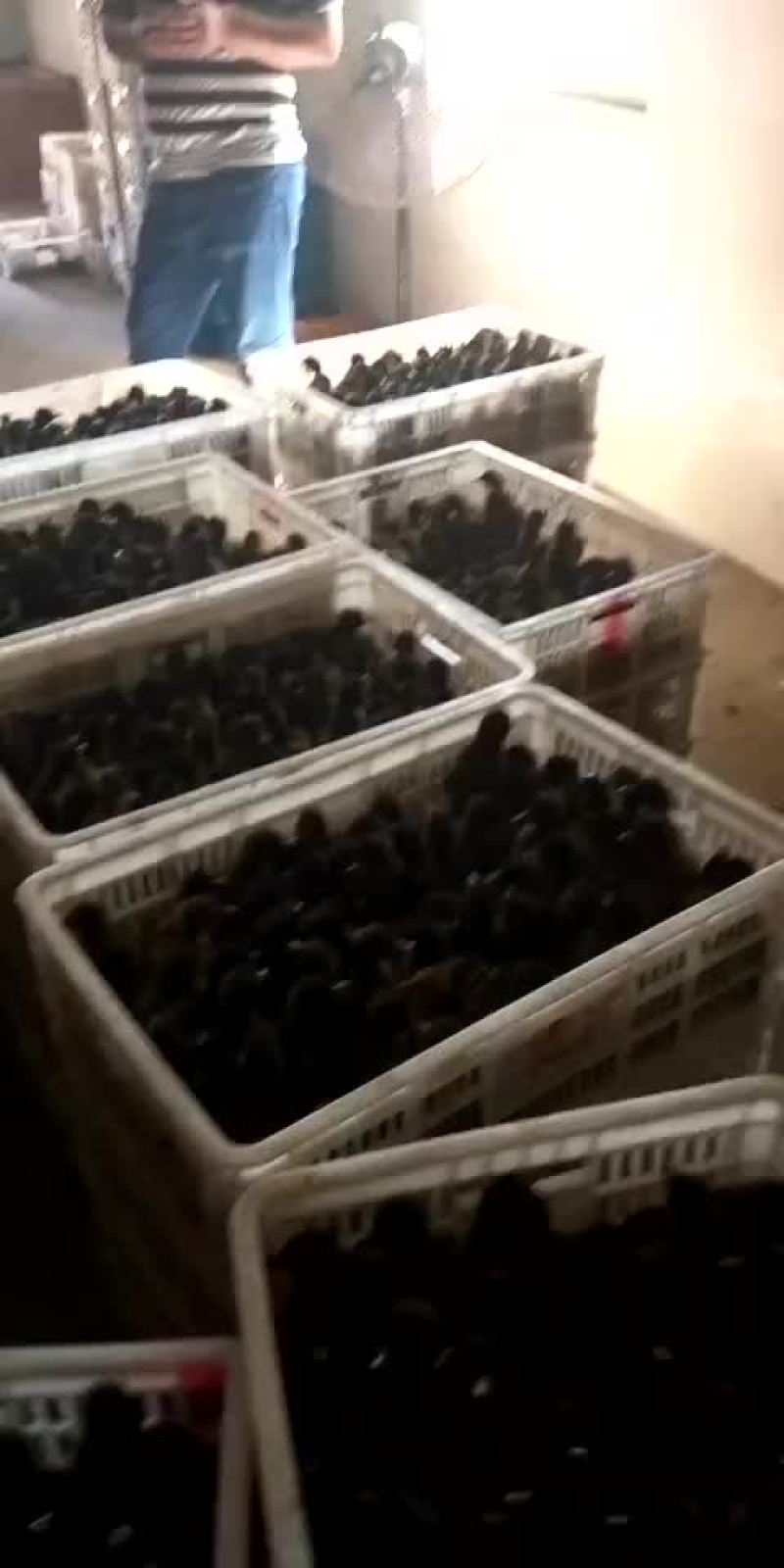鸭