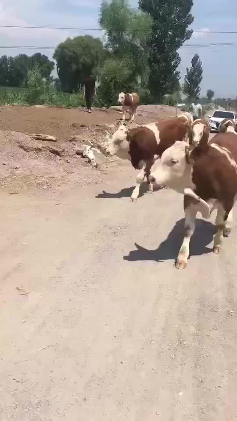 西门塔尔牛
