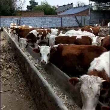 西门塔尔牛