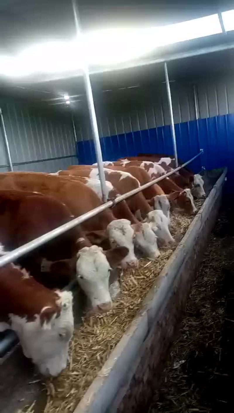 西门塔尔牛