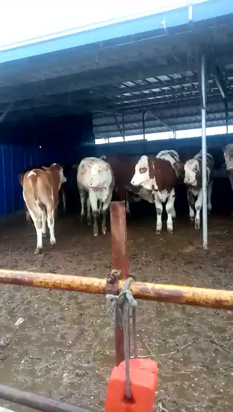 西门塔尔牛