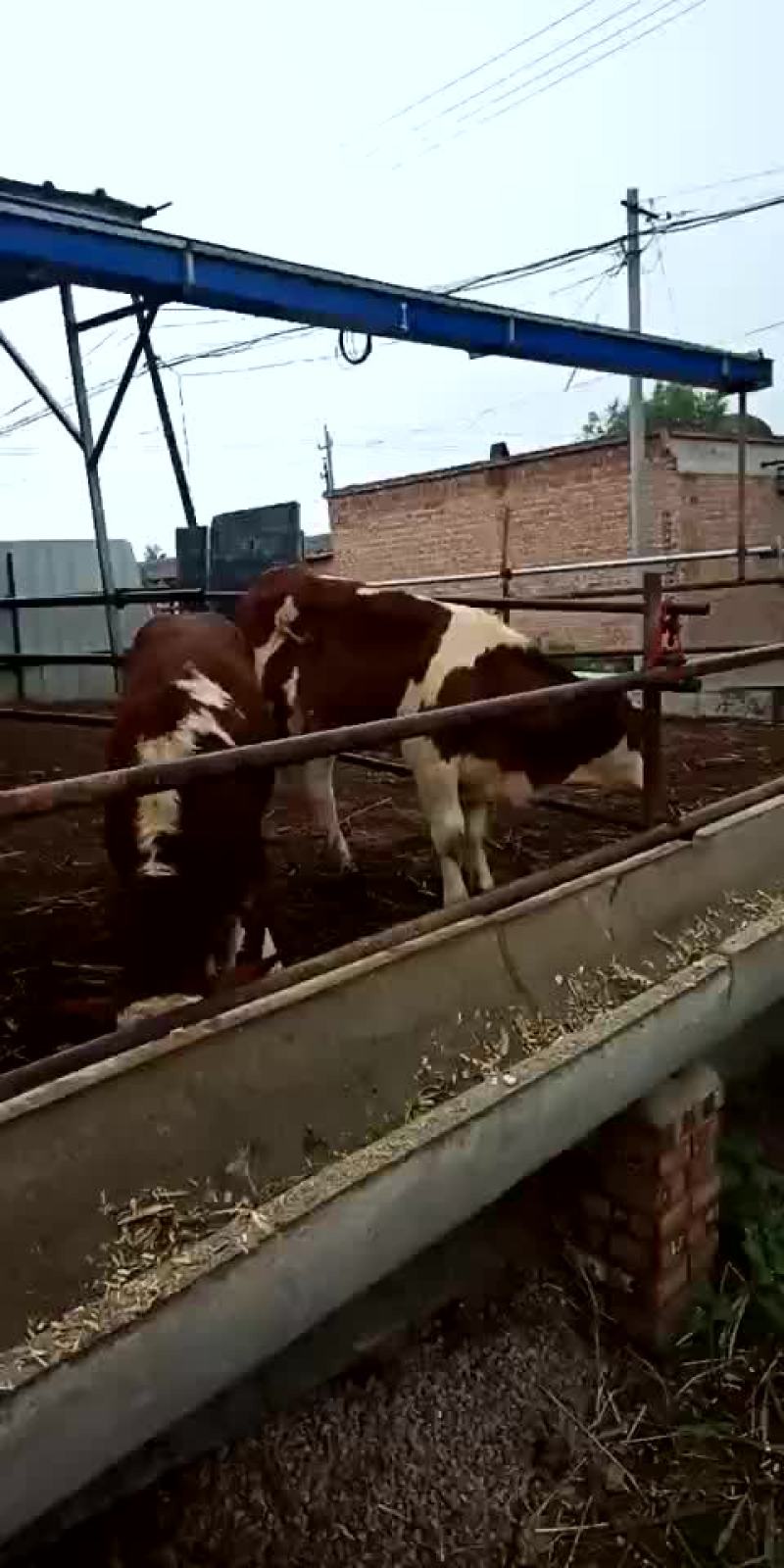 西门塔尔牛