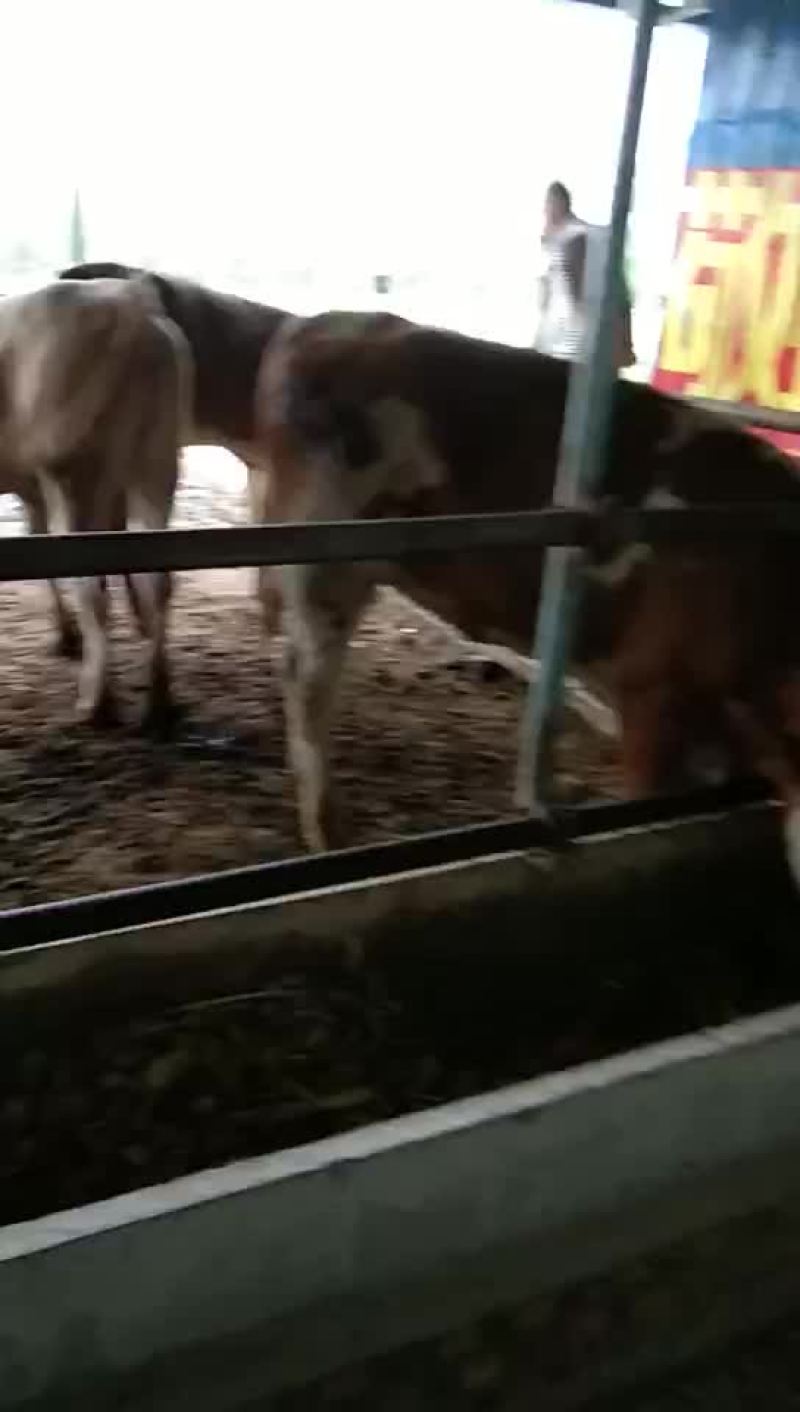 西门塔尔牛