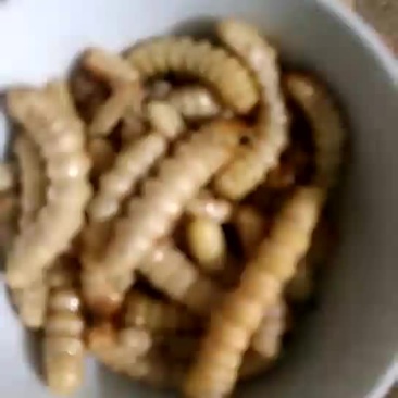 纯野生斗米虫