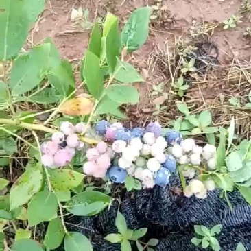 蓝莓苗