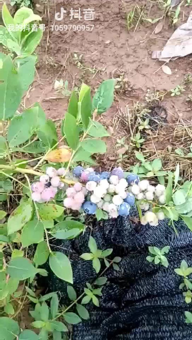 蓝莓苗