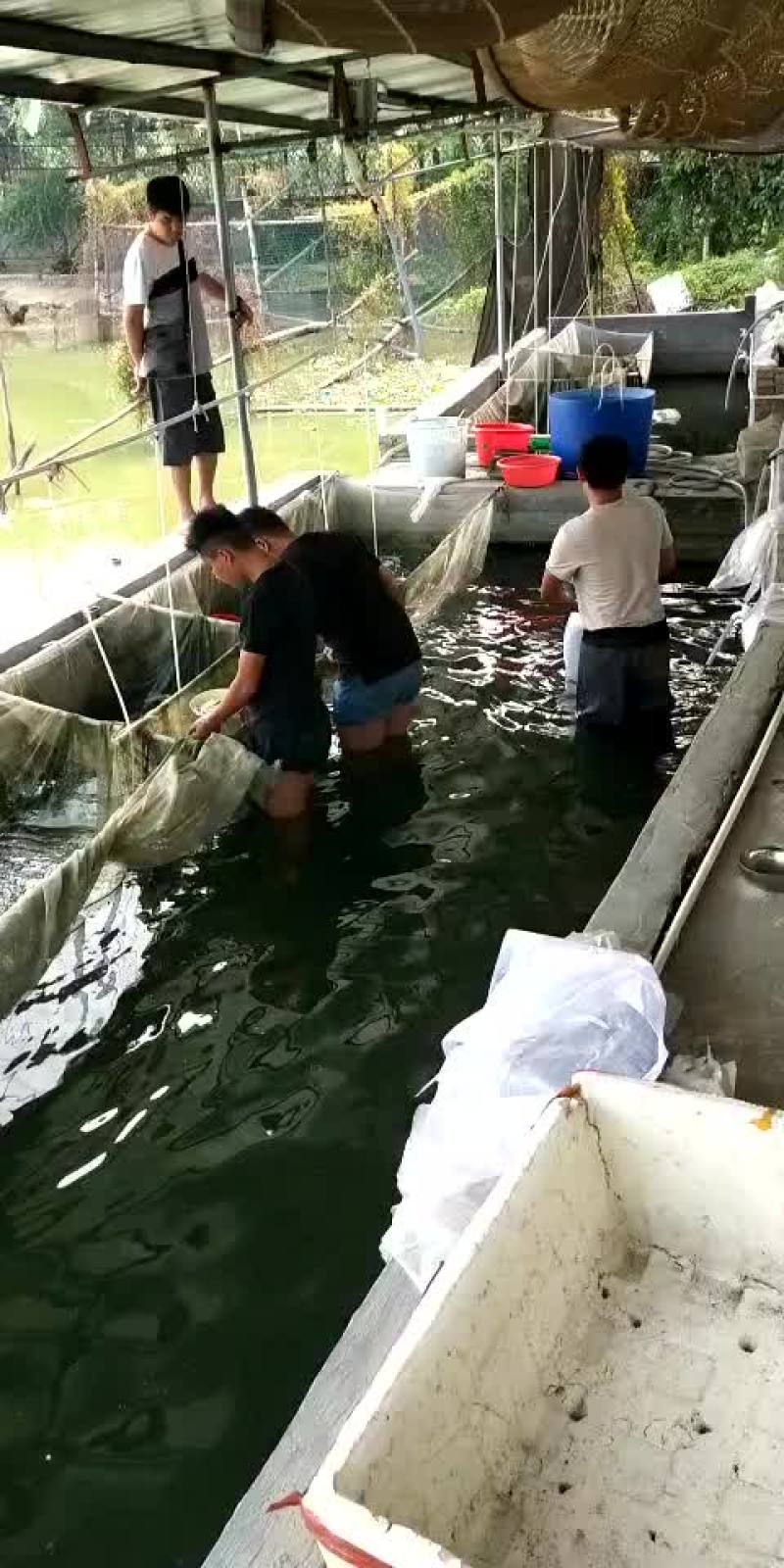 鲤鱼苗/杂交鲤鱼苗/鲤鱼苗放生/稻田鲤鱼苗批发