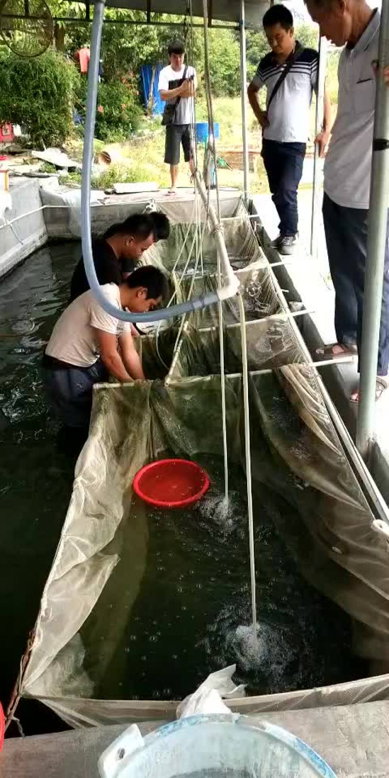 鲤鱼苗/杂交鲤鱼苗/鲤鱼苗放生/稻田鲤鱼苗批发