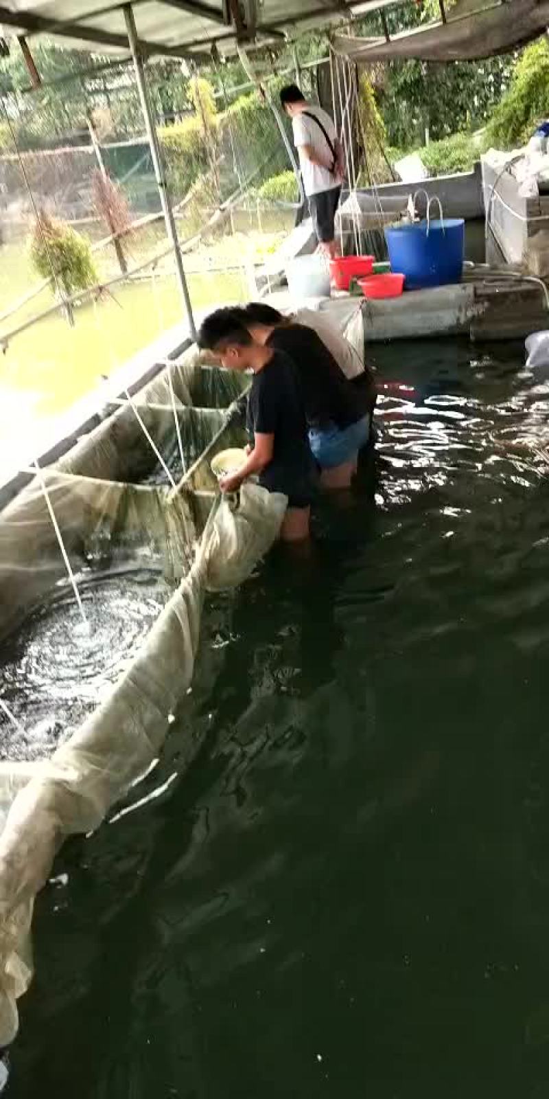 鲤鱼苗/杂交鲤鱼苗/鲤鱼苗放生/稻田鲤鱼苗批发