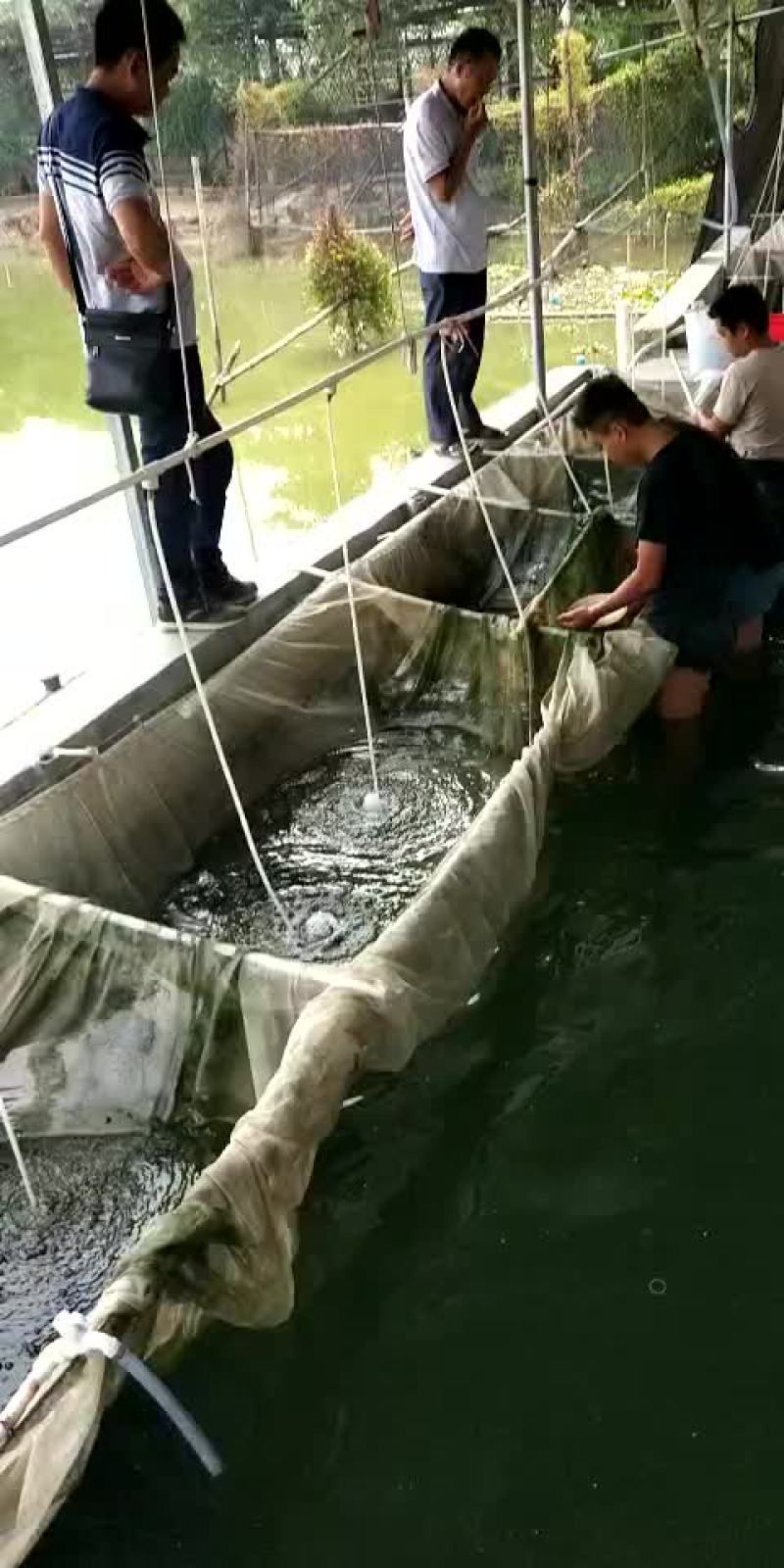鲤鱼苗/杂交鲤鱼苗/鲤鱼苗放生/稻田鲤鱼苗批发