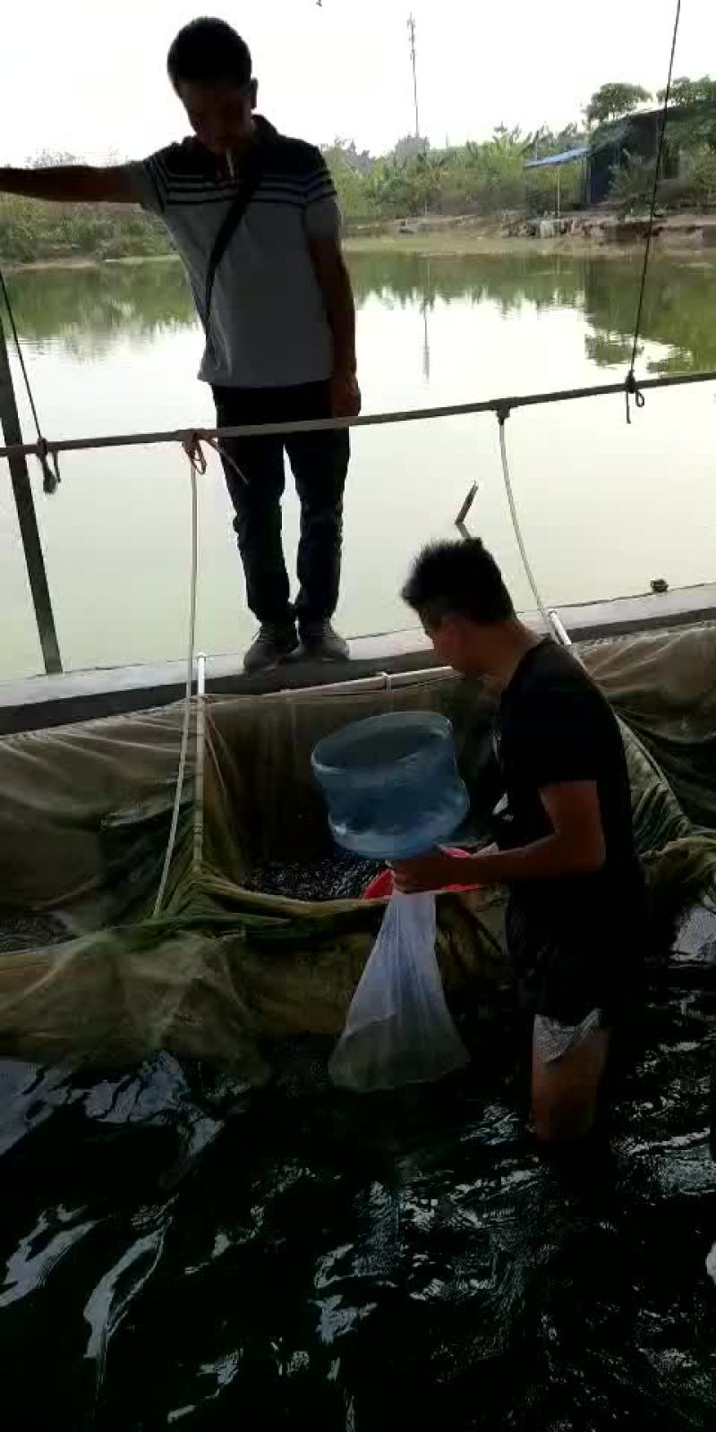 鲤鱼苗/杂交鲤鱼苗/鲤鱼苗放生/稻田鲤鱼苗批发