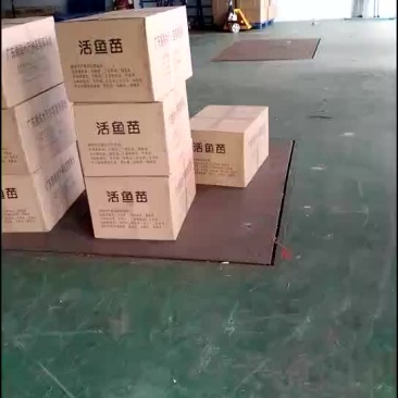 鲤鱼苗/杂交鲤鱼苗/鲤鱼苗放生/稻田鲤鱼苗批发