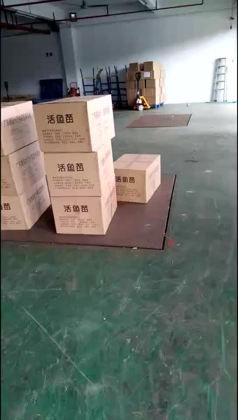 鲤鱼苗/杂交鲤鱼苗/鲤鱼苗放生/稻田鲤鱼苗批发