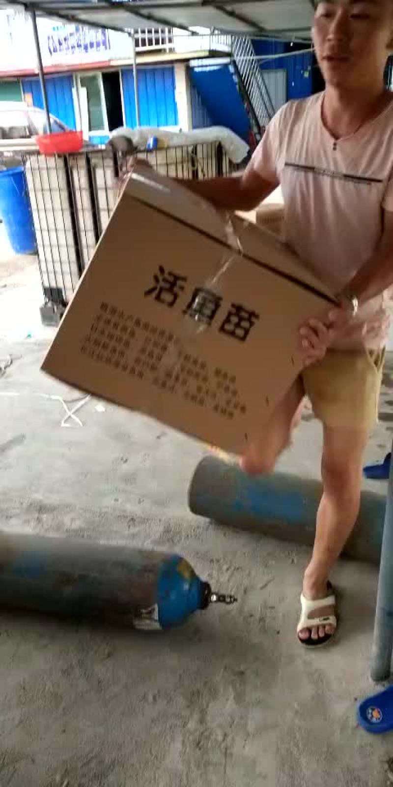 鲤鱼苗/杂交鲤鱼苗/鲤鱼苗放生/稻田鲤鱼苗批发