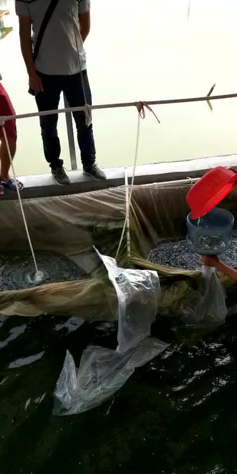 鲤鱼苗/杂交鲤鱼苗/鲤鱼苗放生/稻田鲤鱼苗批发