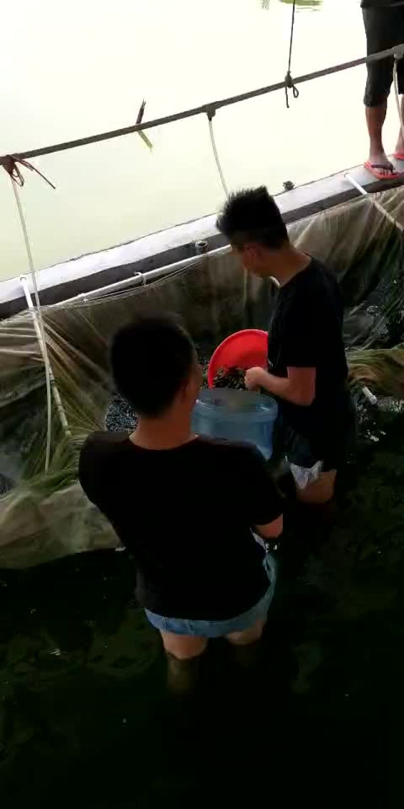 鲤鱼苗/杂交鲤鱼苗/鲤鱼苗放生/稻田鲤鱼苗批发