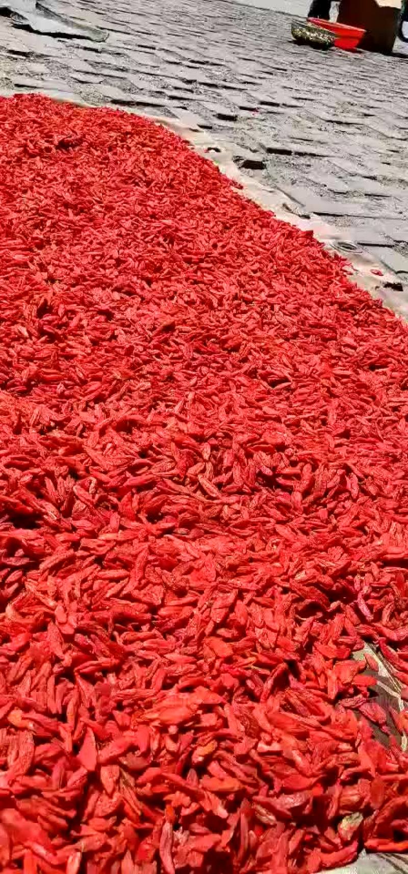 青海柴达木大颗粒，小辣椒枸杞500克小尖椒