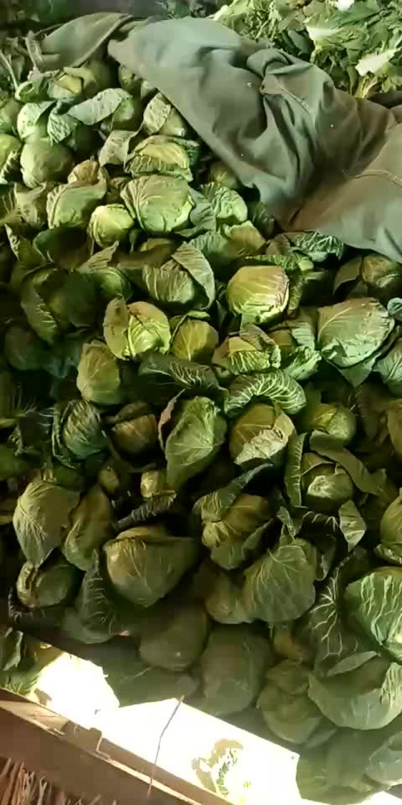 甘蓝