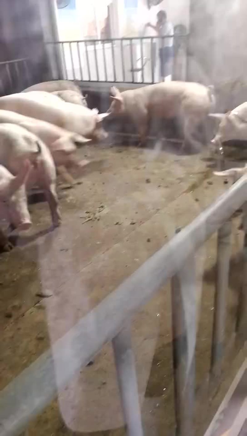 母猪