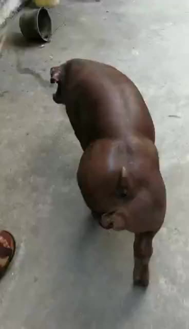 母猪