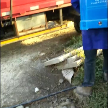 母猪