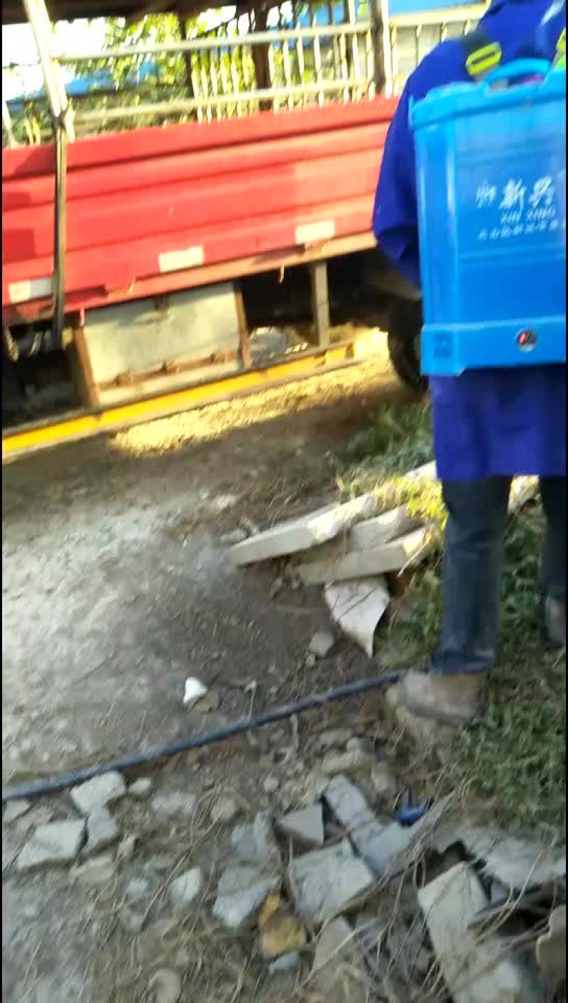 母猪