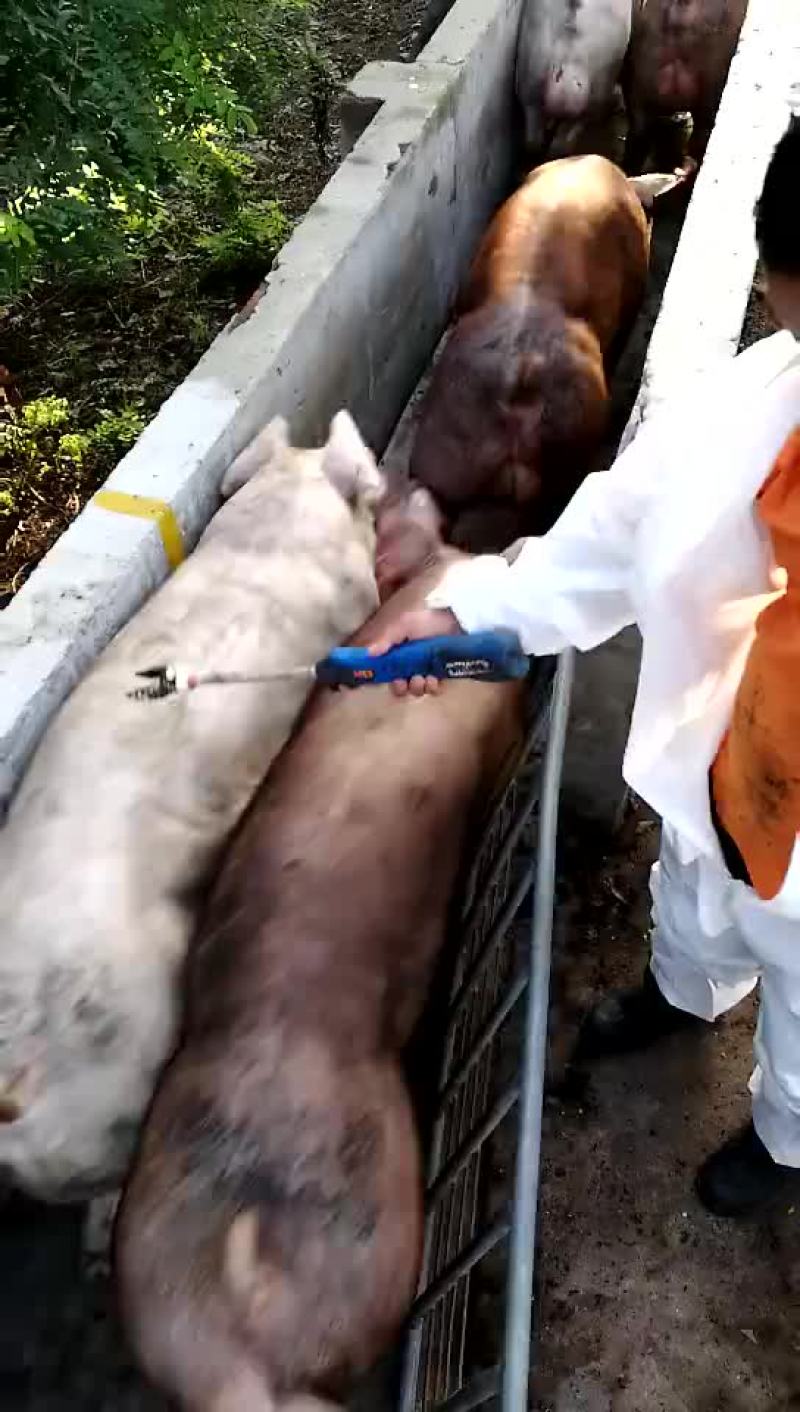 母猪