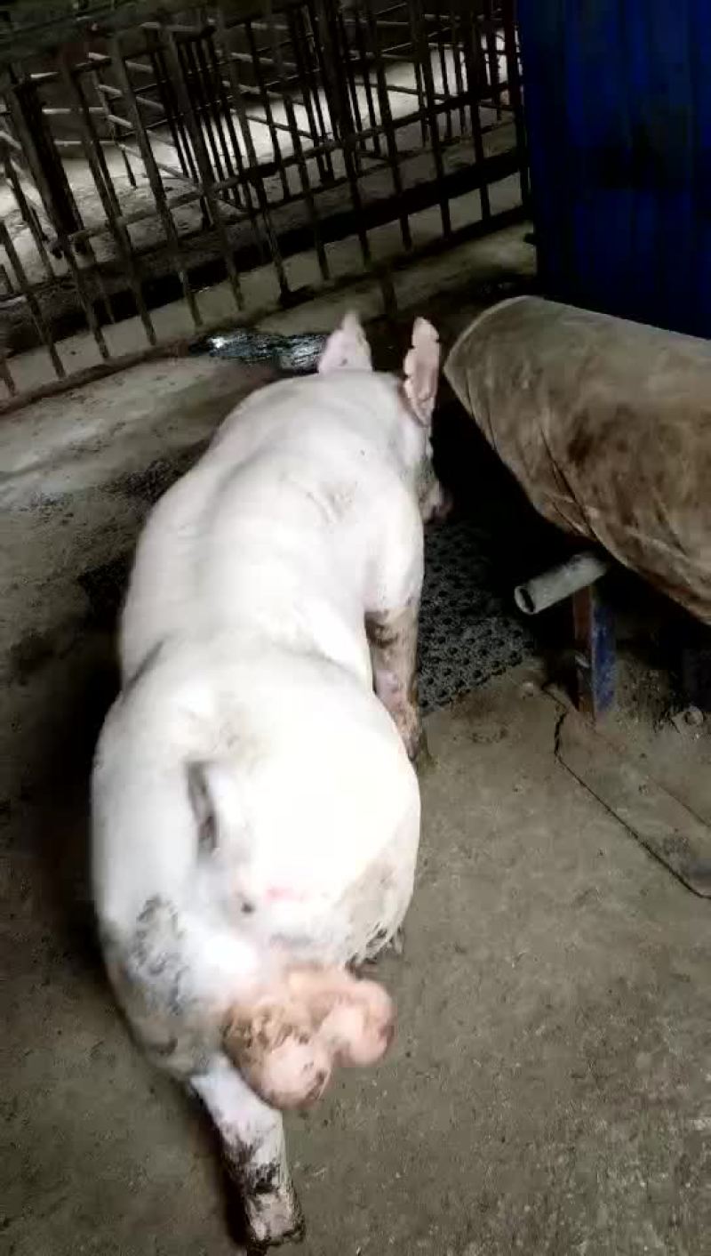 母猪