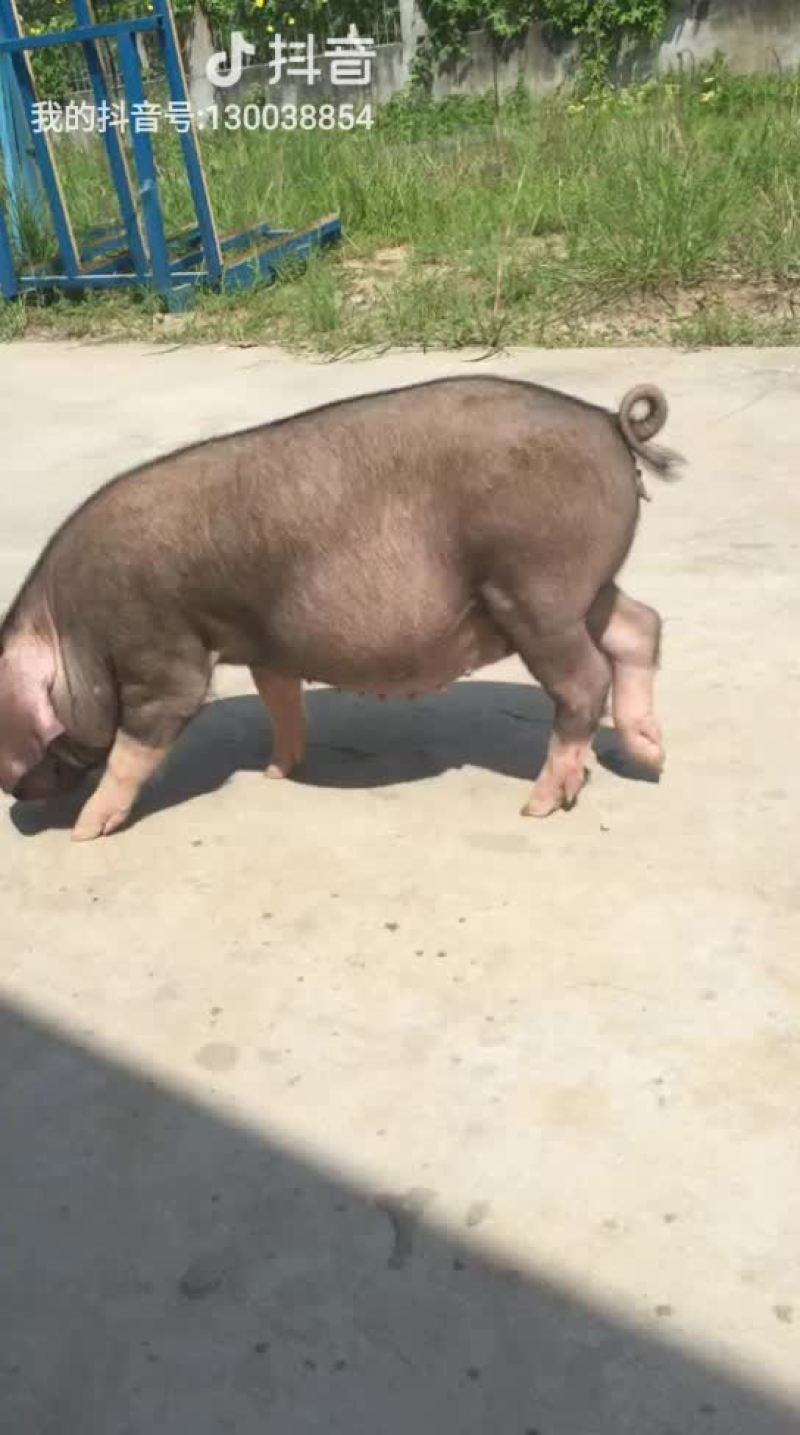 母猪