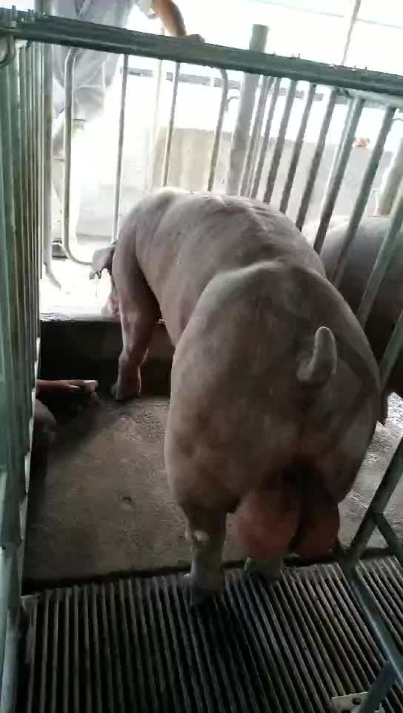 母猪