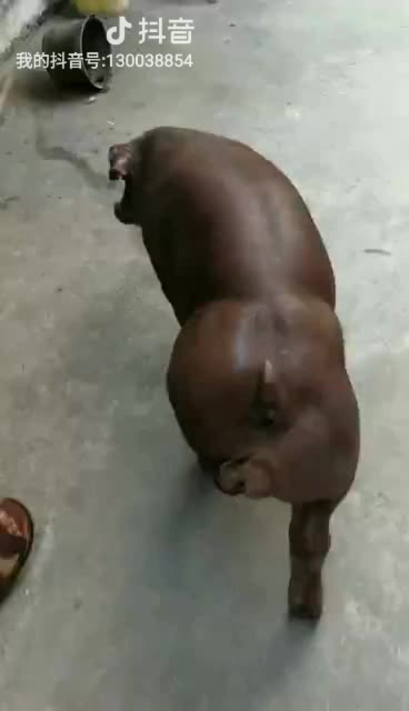 母猪