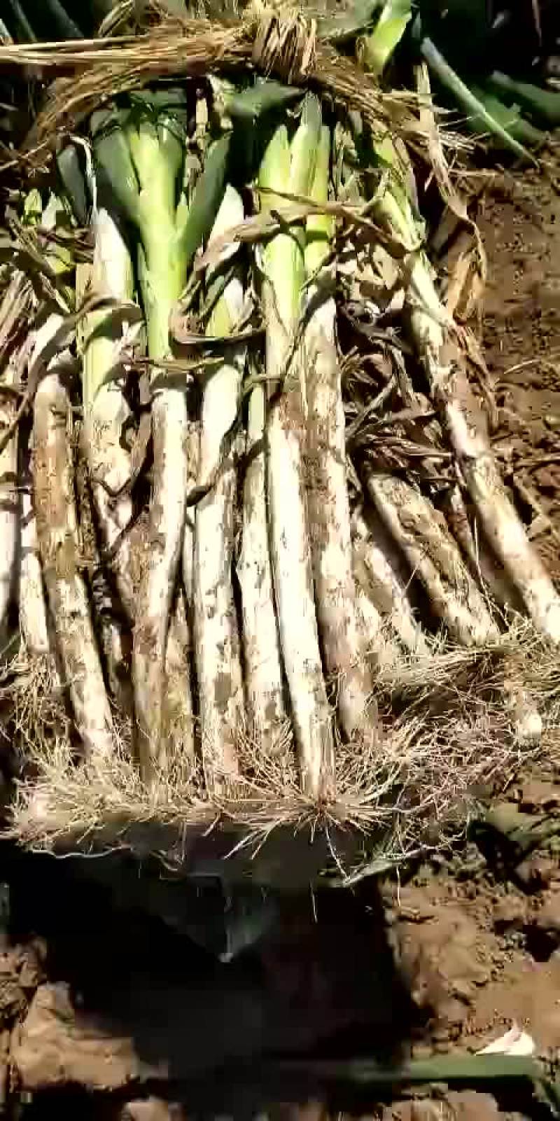 大葱上市