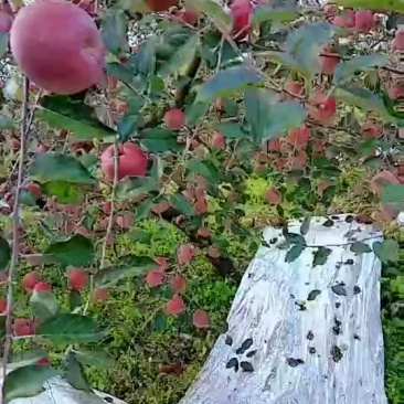 盐源苹果