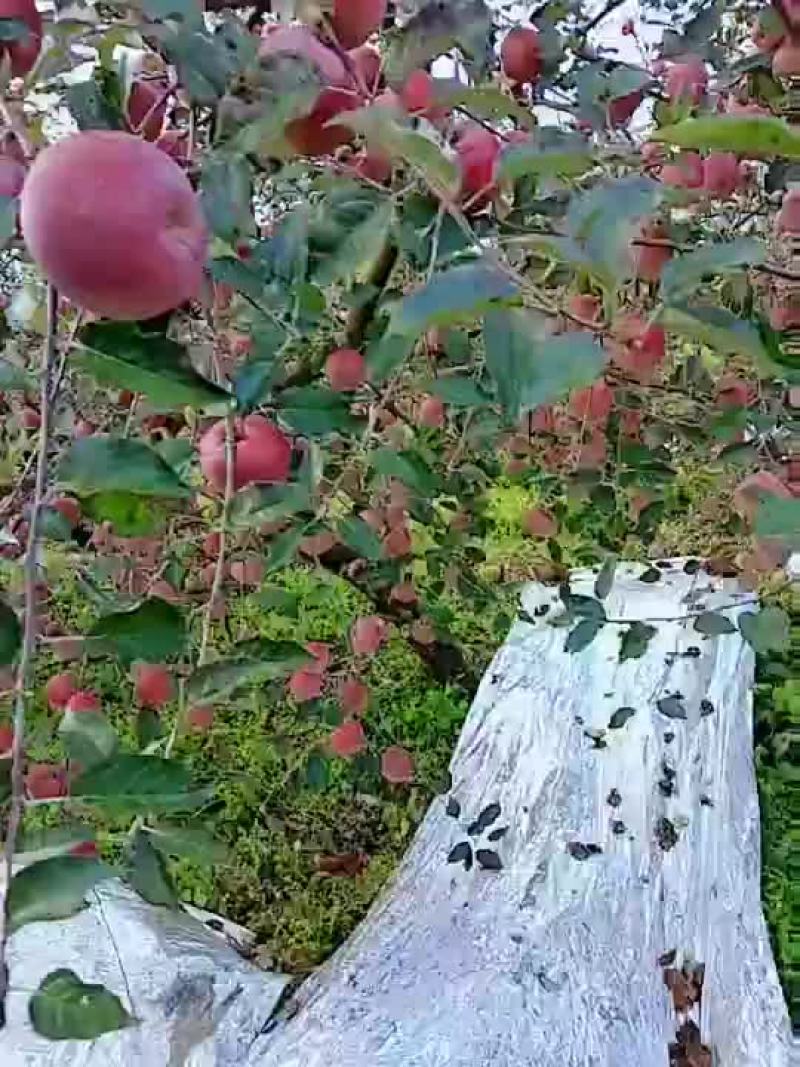 盐源苹果