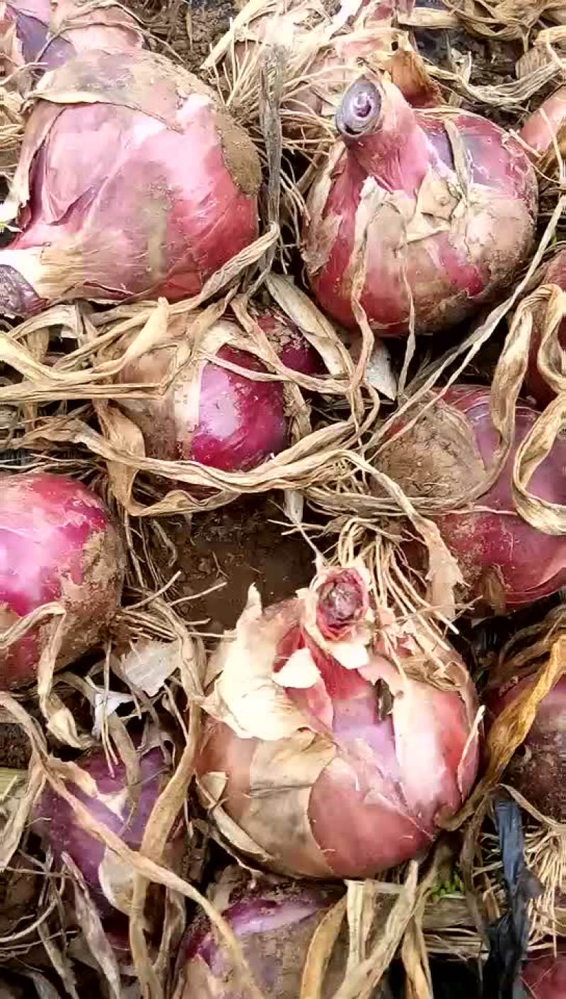 红皮洋葱