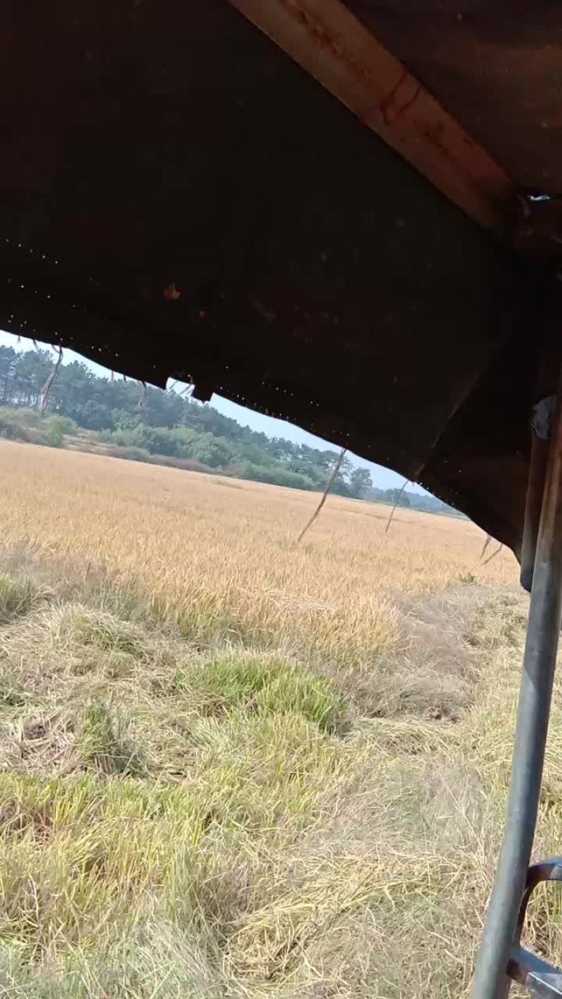 糯稻