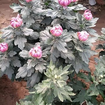 名菊，平沙落雁