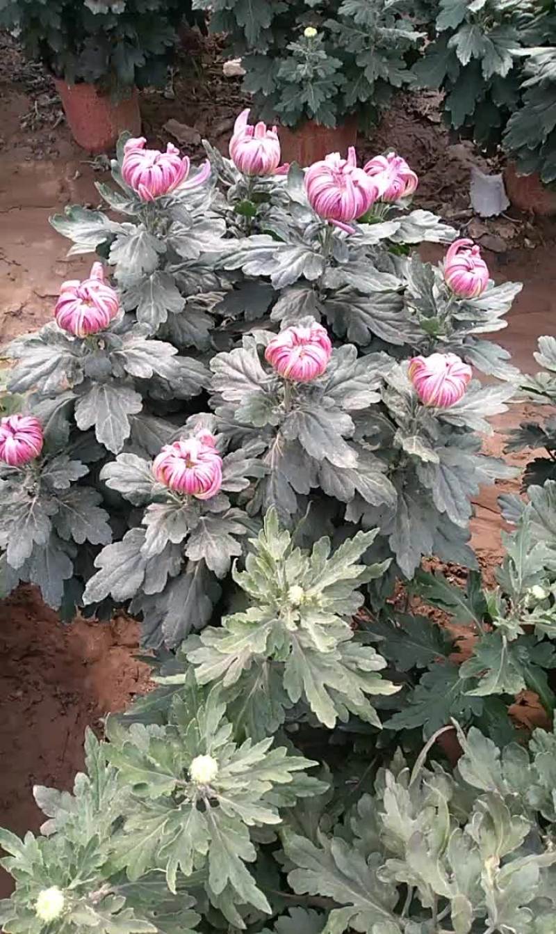 名菊，平沙落雁